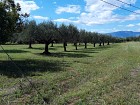 Vendita Terreno Edificabile Res. in V a Cepagatti