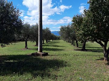 Terreno Edificabile Res. in vendita a Cepagatti (PE) via Forlani foto 3