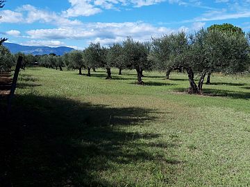 Terreno Edificabile Res. in vendita a Cepagatti (PE) via Forlani foto 2