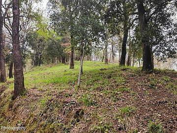 Terreno Agricolo in vendita a Ascea (SA) Ascea capoluogo foto 9