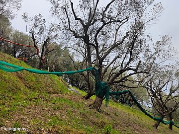 Terreno Agricolo in vendita a Ascea (SA) Ascea capoluogo foto 7