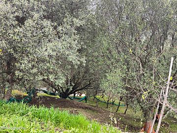 Terreno Agricolo in vendita a Ascea (SA) Ascea capoluogo foto 5