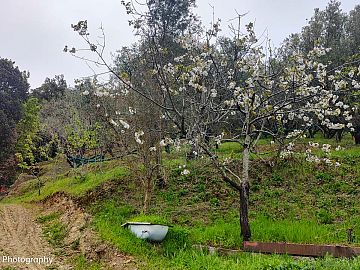 Terreno Agricolo in vendita a Ascea (SA) Ascea capoluogo foto 3