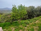 Vendita Terreno Agricolo in V a Ascea