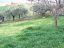 Terreno Edificabile Res. in vendita a Casalincontrada (CH) via delle more foto 3