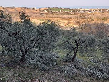 Ufficio in vendita a Città Sant'Angelo (PE) Contrada Piomba est foto 2