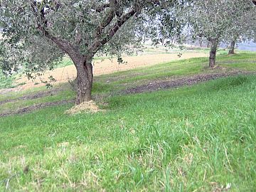 Terreno Edificabile Res. in vendita a Casalincontrada (CH) via delle more foto 1