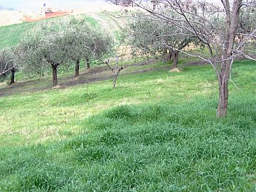 Terreno Edificabile Res. in vendita a Casalincontrada (CH) via delle more foto 3