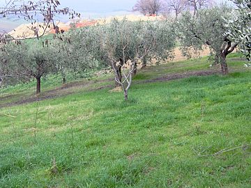 Terreno Edificabile Res. in vendita a Casalincontrada (CH) via delle more foto 2