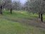 Terreno Edificabile Res. in vendita a Casalincontrada (CH) via delle more foto 8