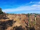 Vendita Terreno Agricolo in V a Torrevecchia Teatina