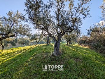 Terreno Agricolo in vendita a Casalincontrada (CH)  foto 19