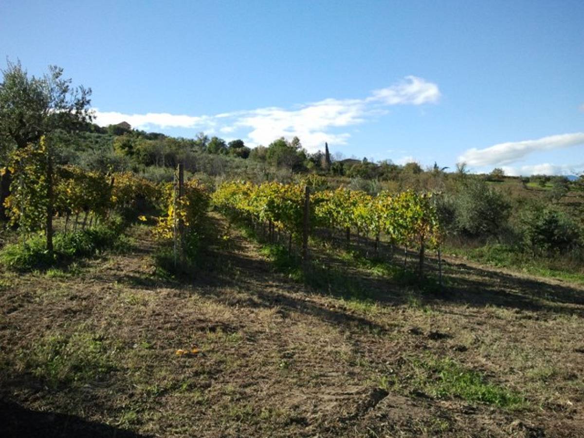 Farmland for sale in C.da Costa Cola  at Bucchianico - 14488 foto 4