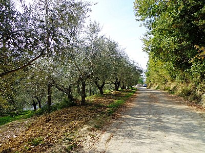 Terreno Agricolo in vendita a Chieti