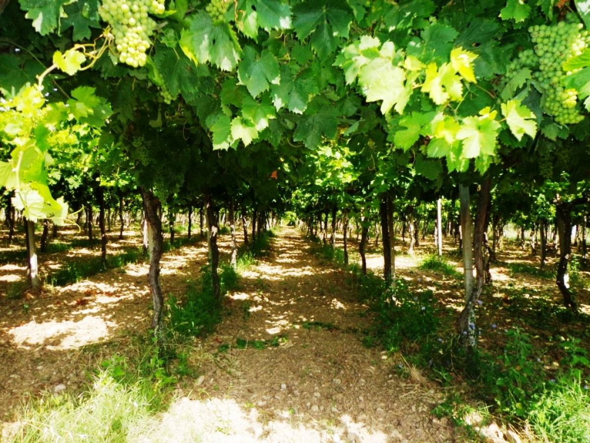 Terreno Agricolo in vendita in contrada sciutico  a San Vito Chietino - 858369 foto 1