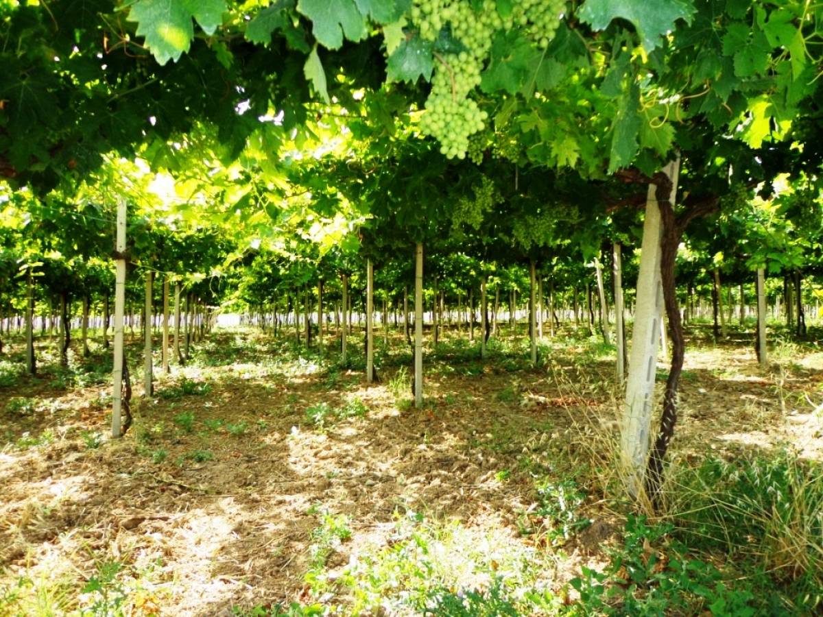 Terreno Agricolo in vendita in contrada sciutico  a San Vito Chietino - 858369 foto 3