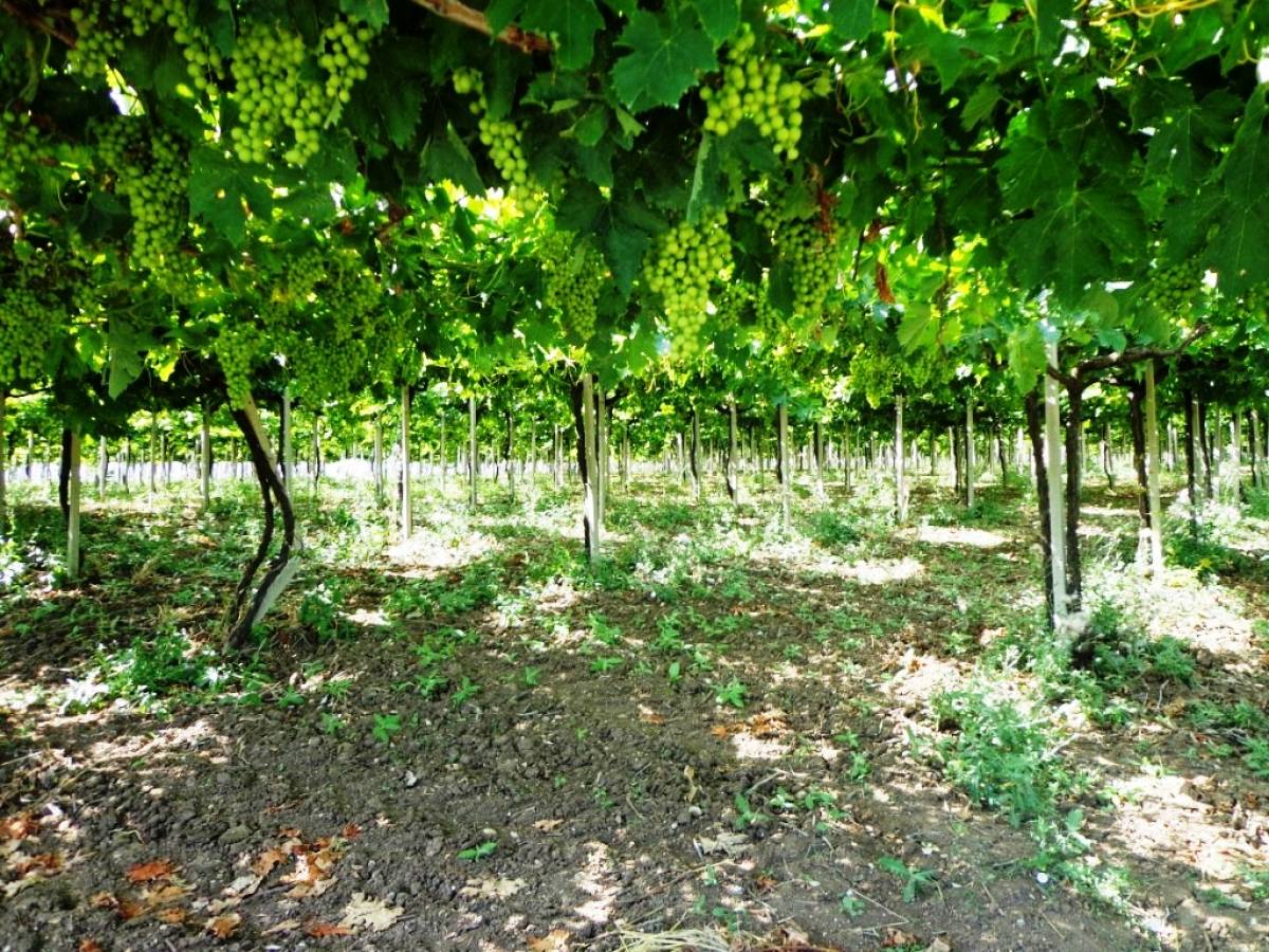 Terreno Agricolo in vendita in contrada sciutico  a San Vito Chietino - 858369 foto 4