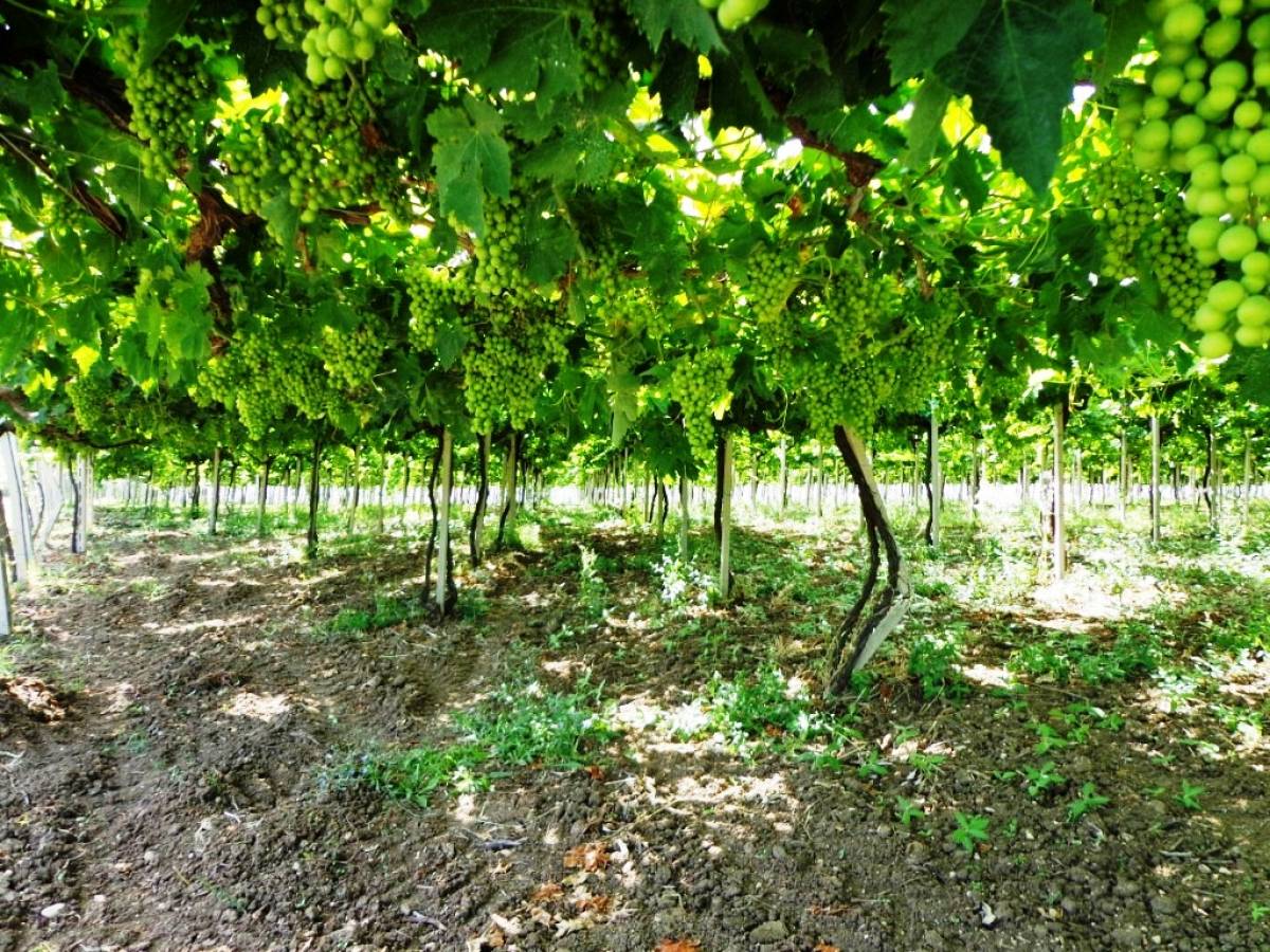 Terreno Agricolo in vendita in contrada sciutico  a San Vito Chietino - 858369 foto 5