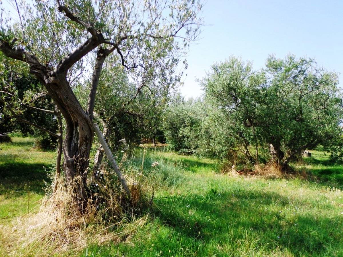 Terreno Agricolo in vendita in contrada sciutico  a San Vito Chietino - 858369 foto 6