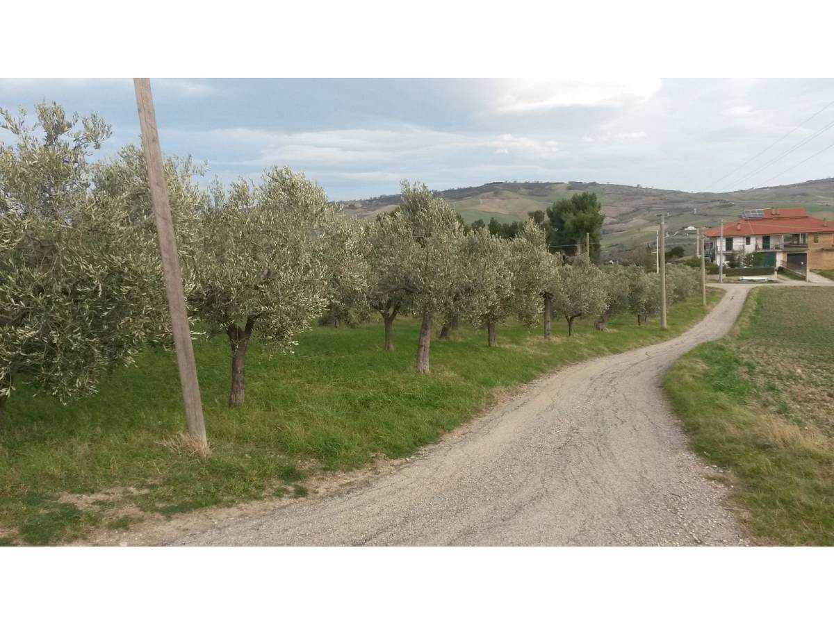Terreno Agricolo in vendita in contrada colle delle ginestre  a Montenero di Bisaccia - 349047 foto 8