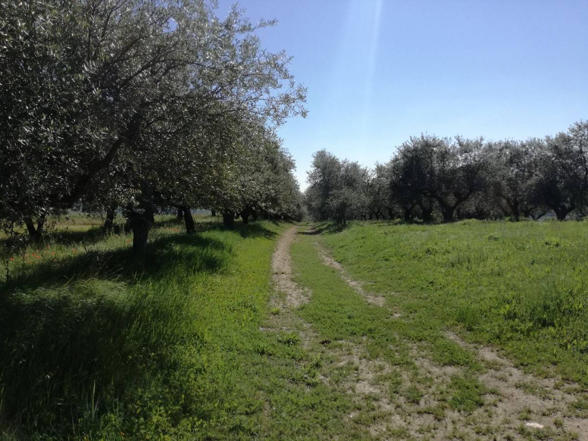 Terreno Agricolo in vendita in   a Penne - 5992212 foto 5