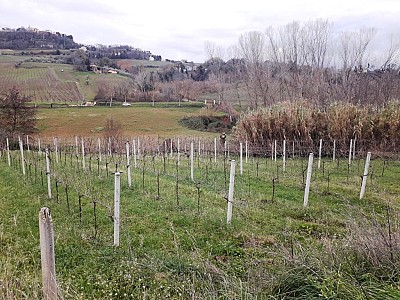 Vendita Terreno Agricolo a Villamagna
