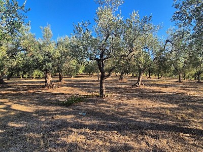 Vendita Terreno Agricolo a Giuliano Teatino