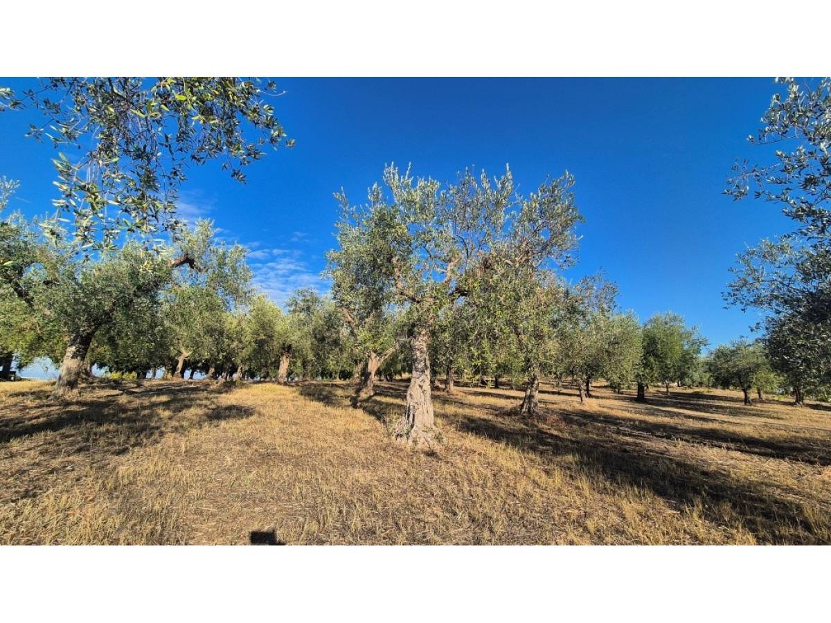 Farmland for sale in at Giuliano Teatino - 6691426 foto 7