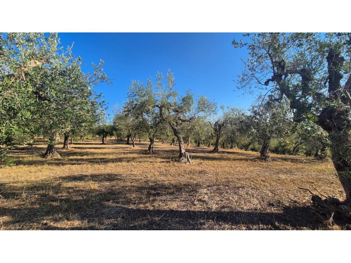 Farmland for sale in at Giuliano Teatino - 6691426 foto 8